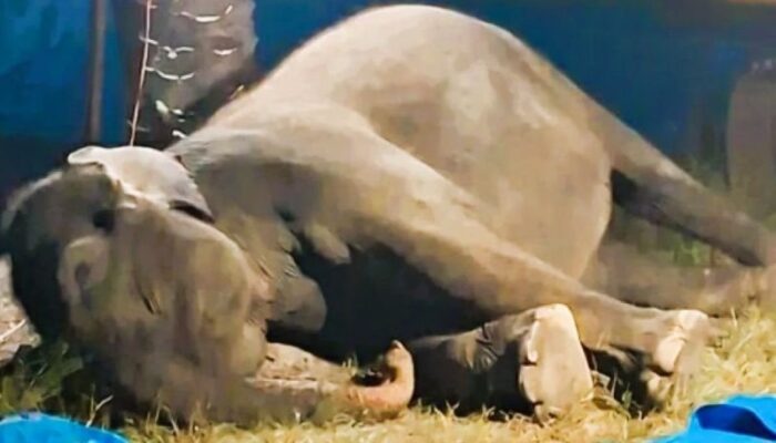 Ratna Gajah Betina Rahmat Zoo & Park Mati, Diduga Alami Gagal Organ Akibat Penyakit Komplikasi