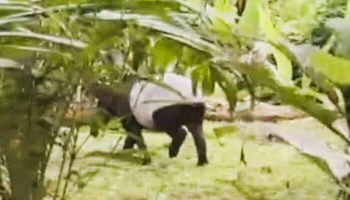 Tapir dan Harimau Sumatra Muncul Dekat Permukiman Warga Labura, Kerusakan Habitat Disorot