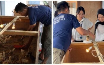 Lahan Branggang Jadi Produktif, Rutan Medan Kembangkan Ternak 200 Ayam Kampung