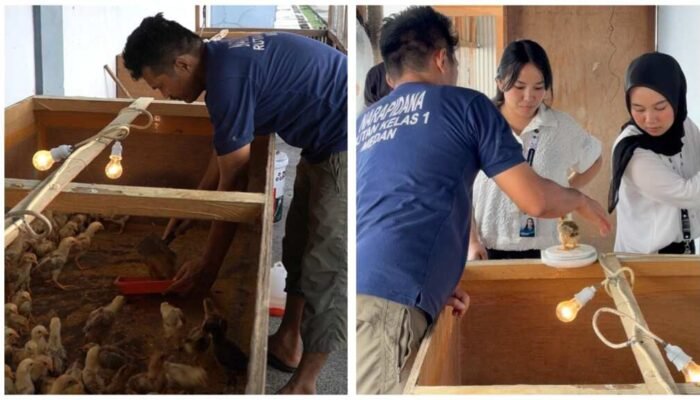 Lahan Branggang Jadi Produktif, Rutan Medan Kembangkan Ternak 200 Ayam Kampung